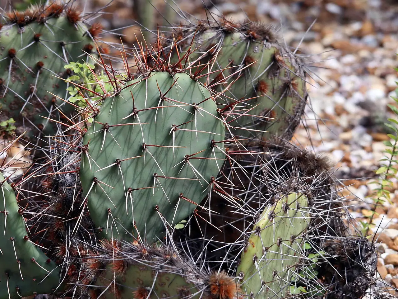 Tulip Pricklypear