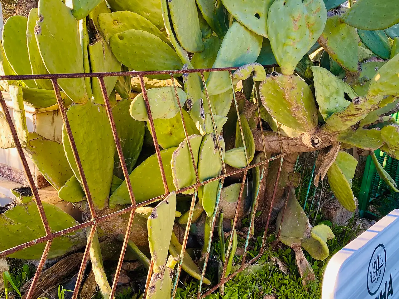 Prickly pear