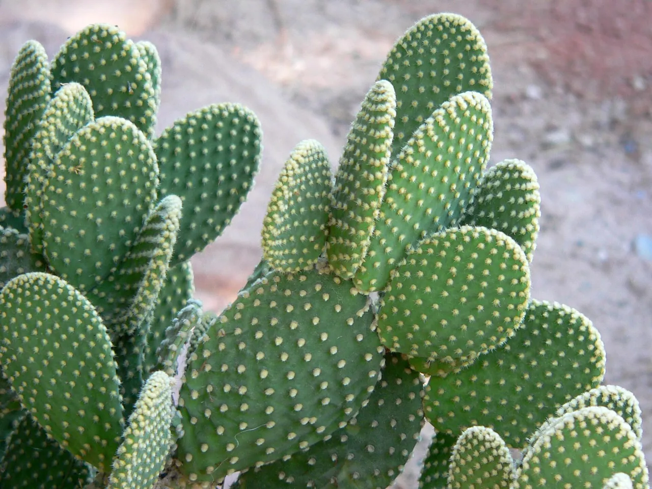 Crested bunny ears