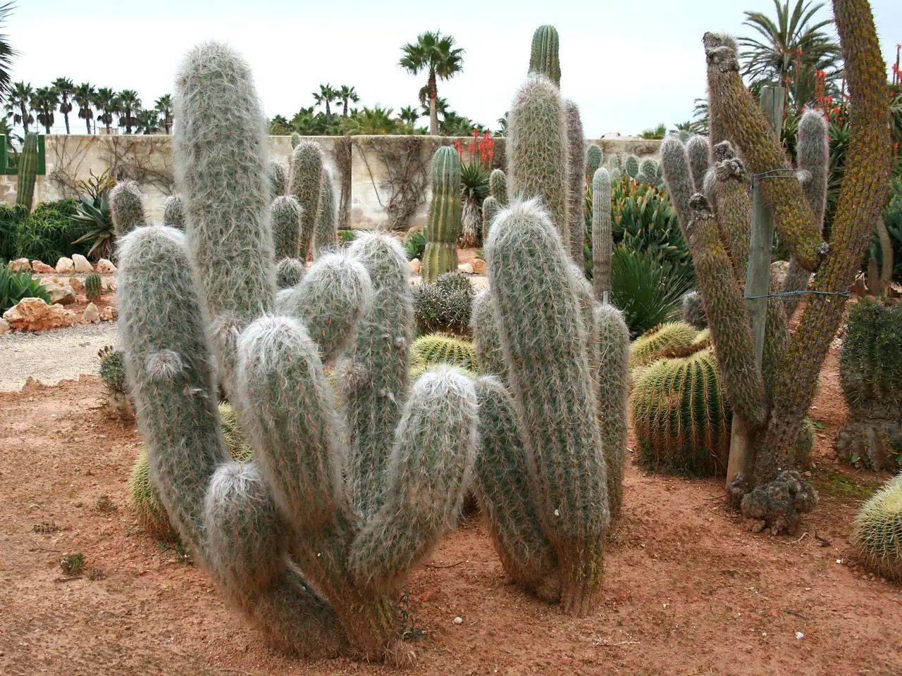 Oreocereus trollii