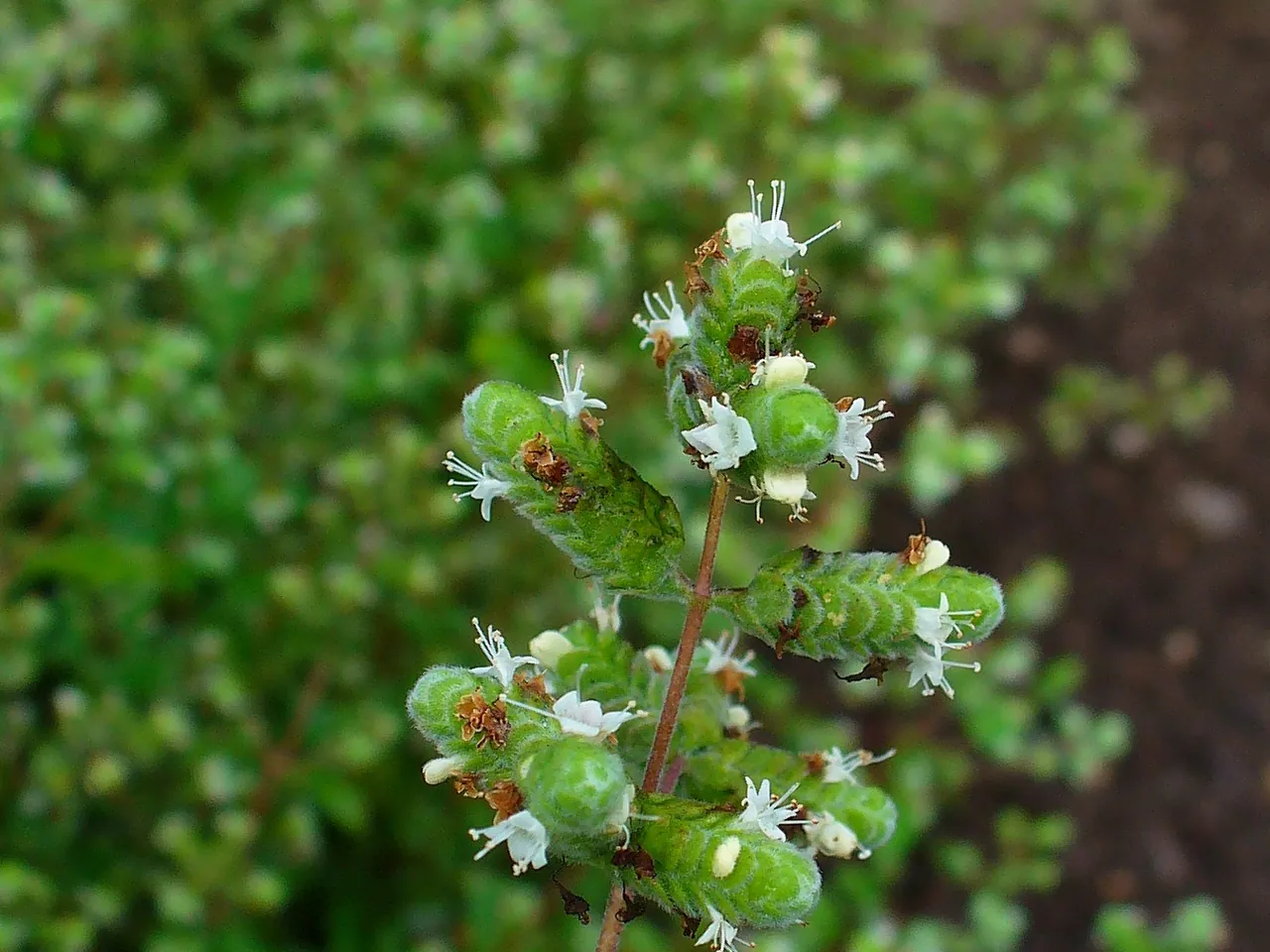 Marjoram