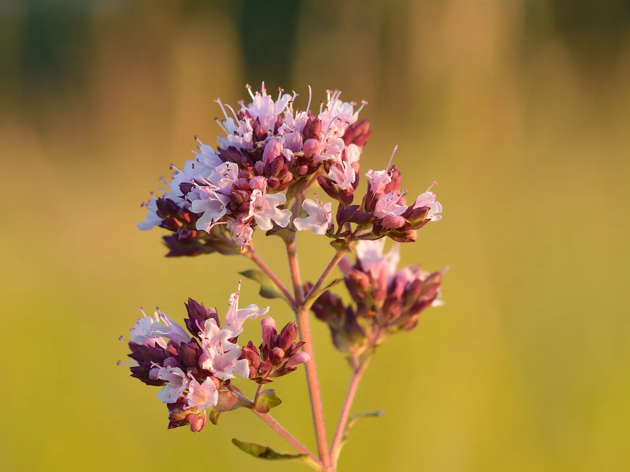 Oregano