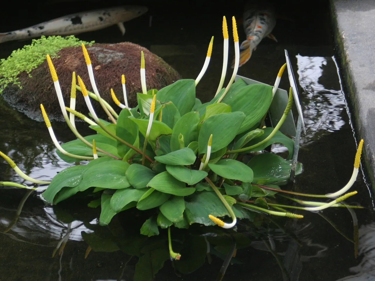 Orontium aquaticum