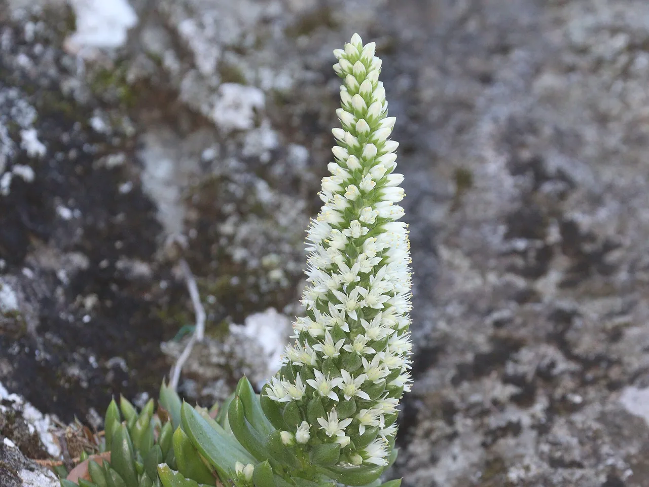 Orostachys japonica
