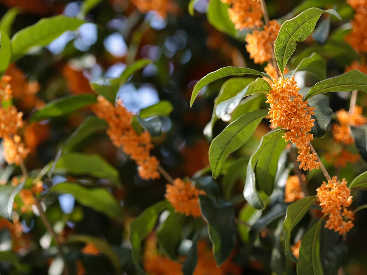 Osmanthus fragrans