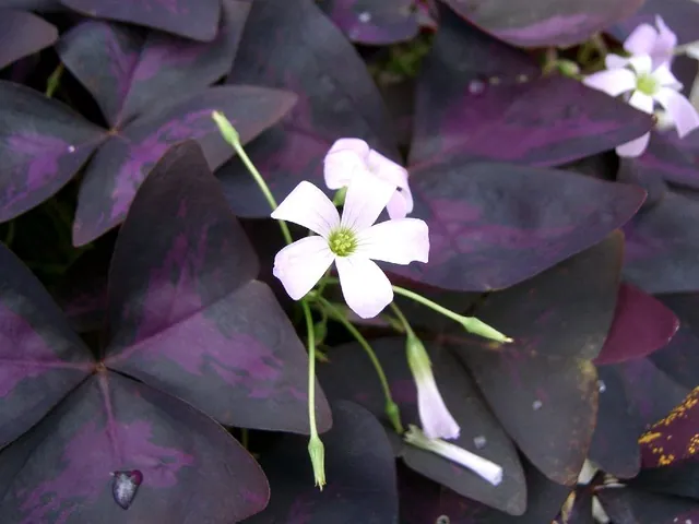 Purple shamrock