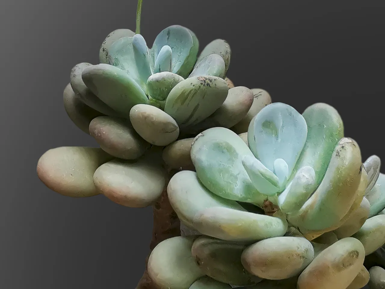 Sugaralmond plant, moonstone