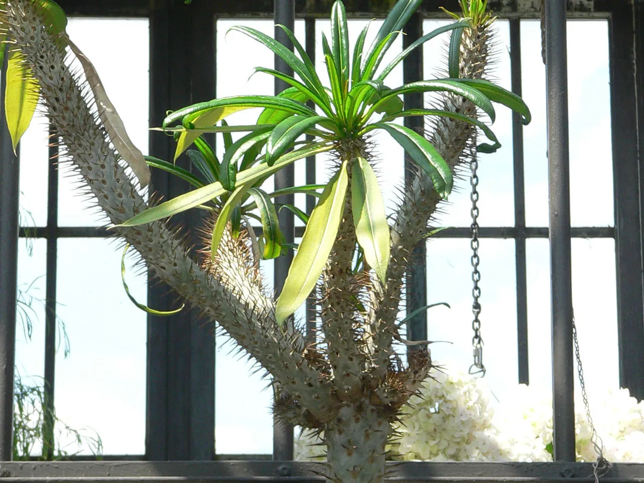 Pachypodium geayi