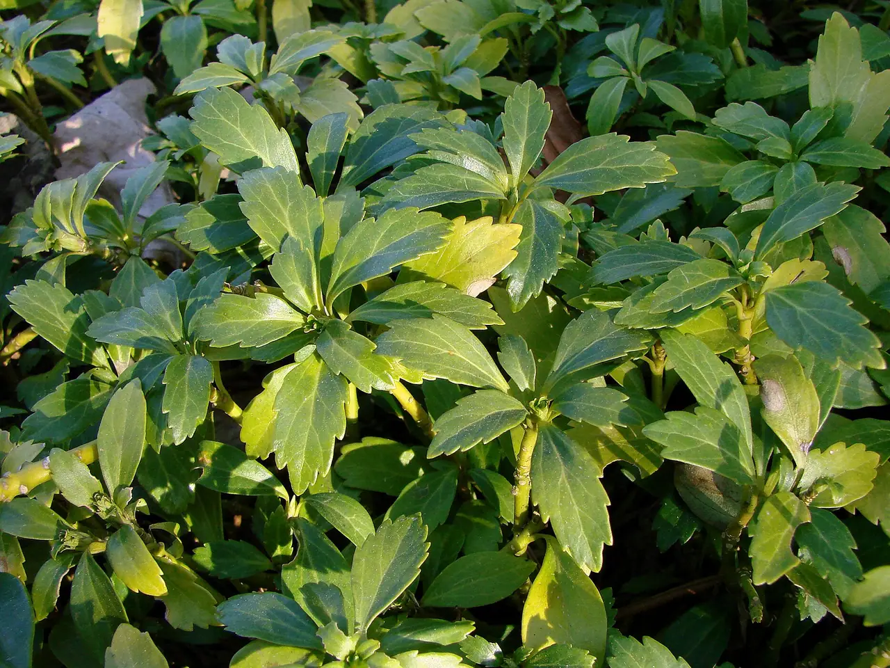 Pachysandra terminalis