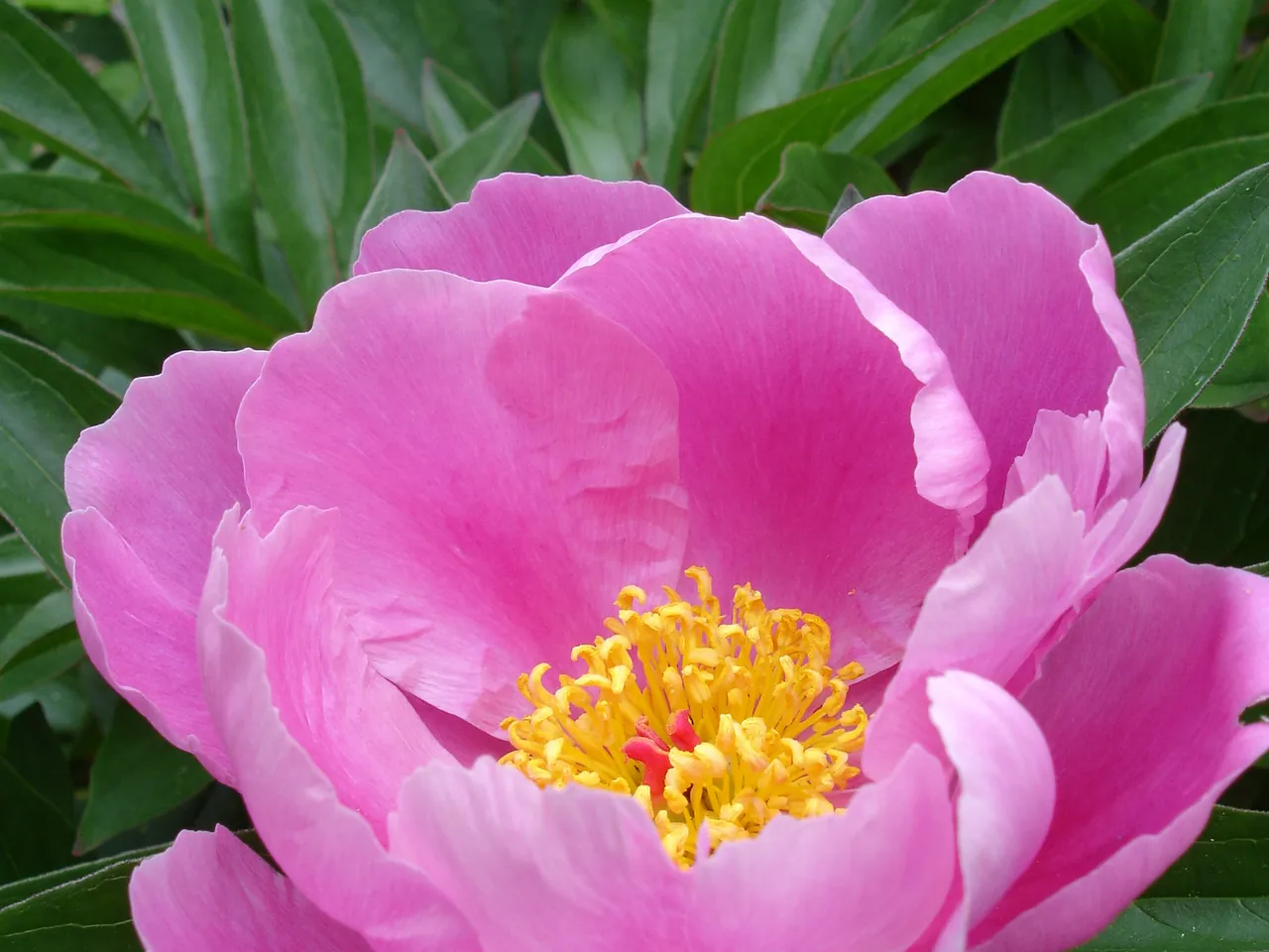 Peony