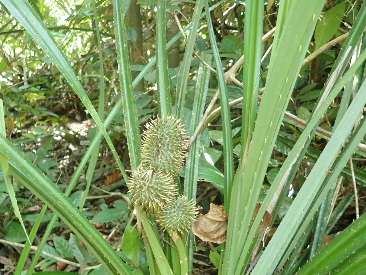 Benstonea humilis