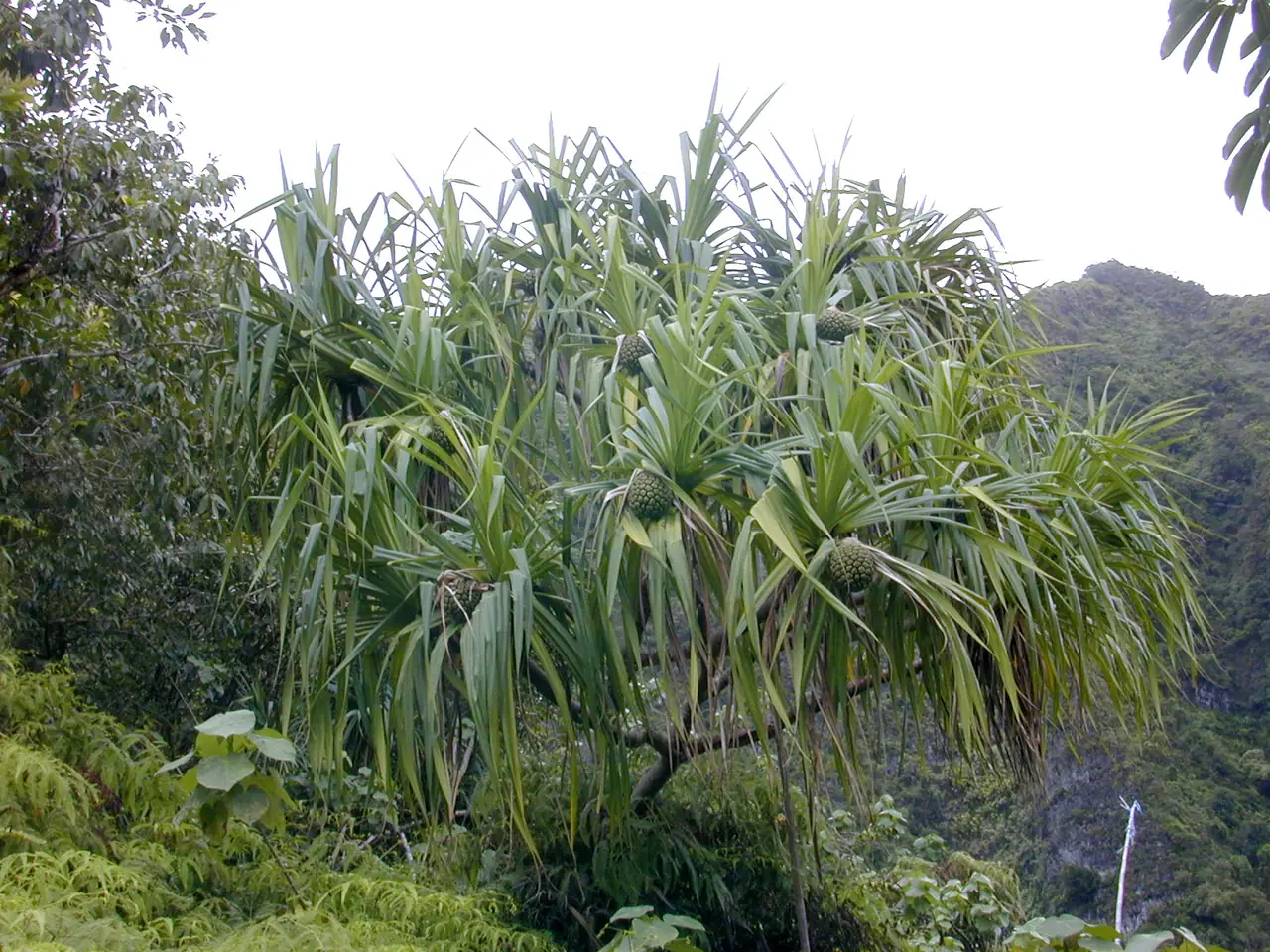 Hala fruit