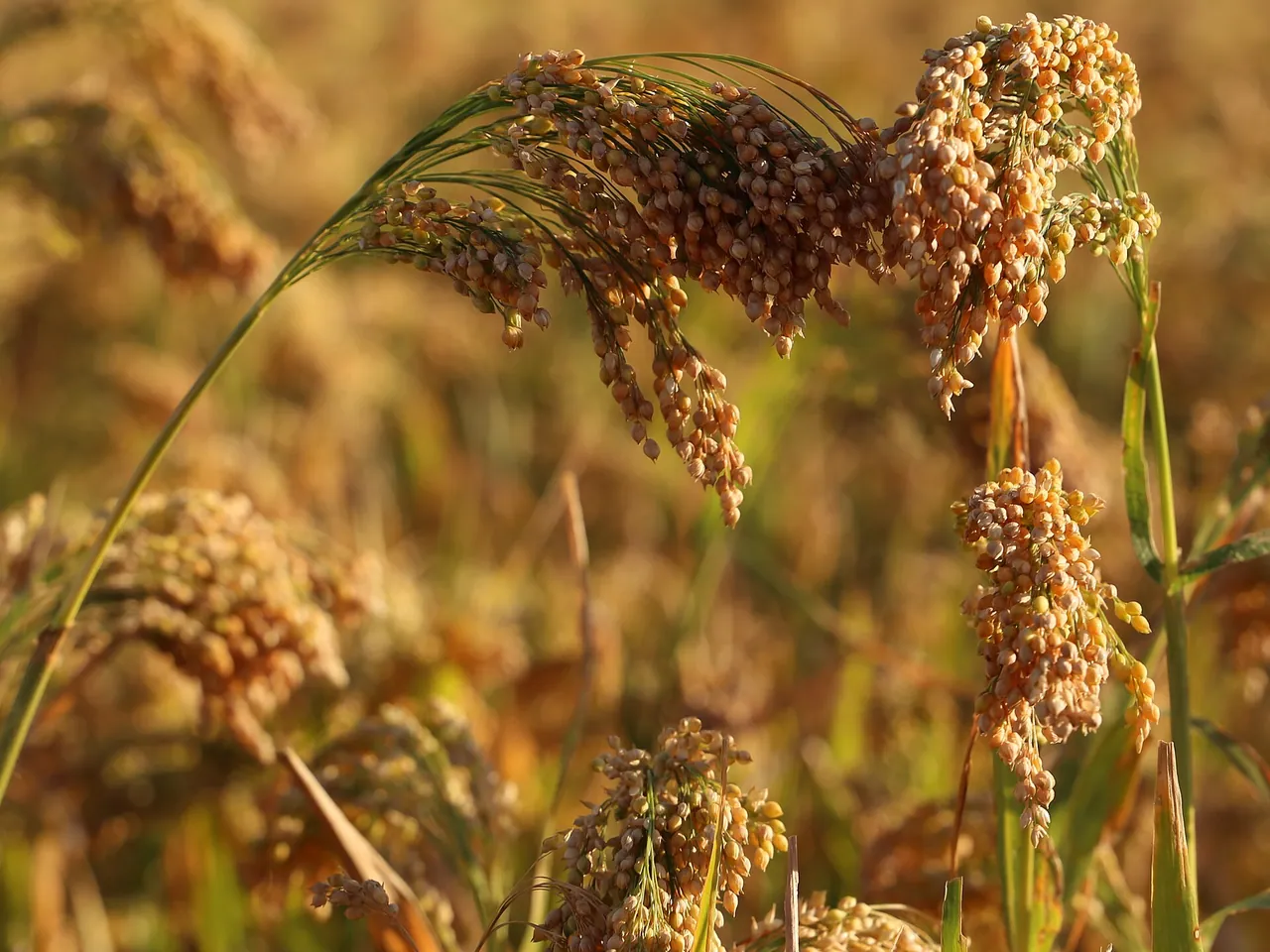 Proso millet