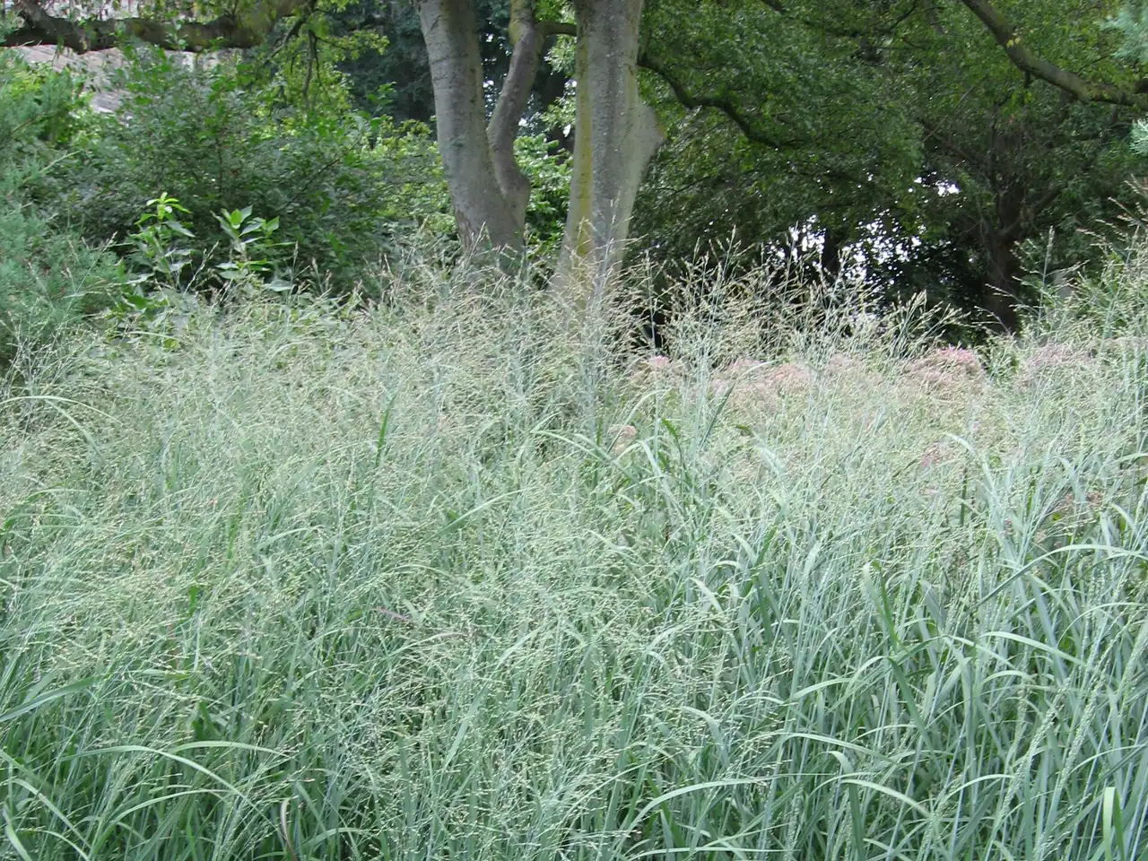 Switchgrass