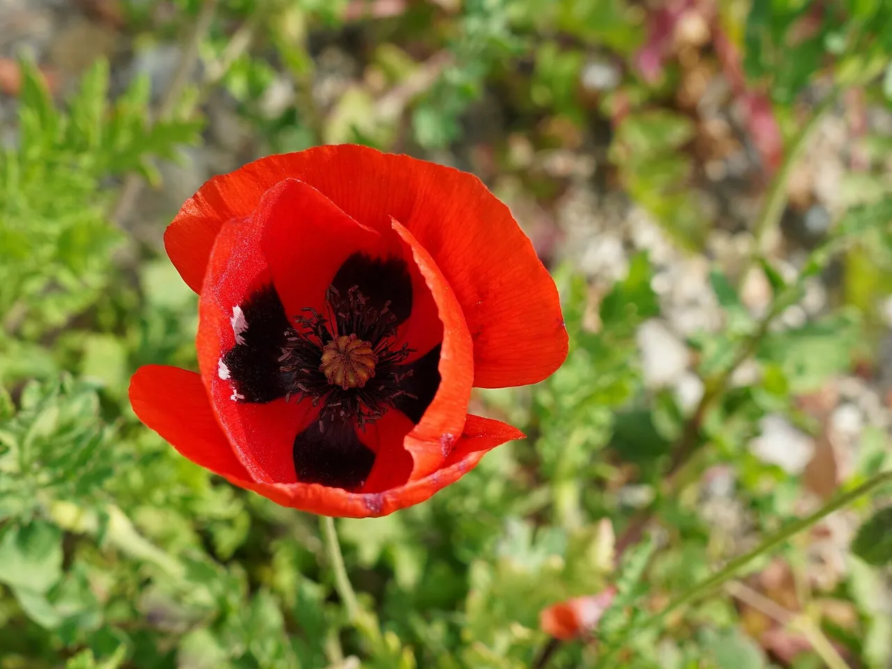 Oriental poppy