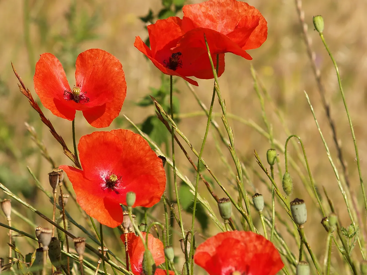 Common poppy