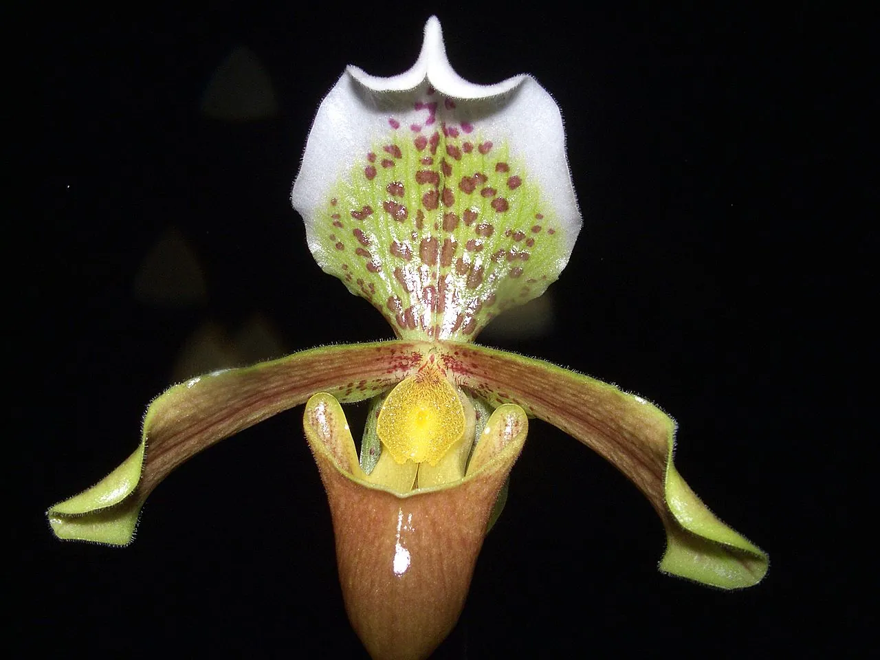 Paphiopedilum insigne