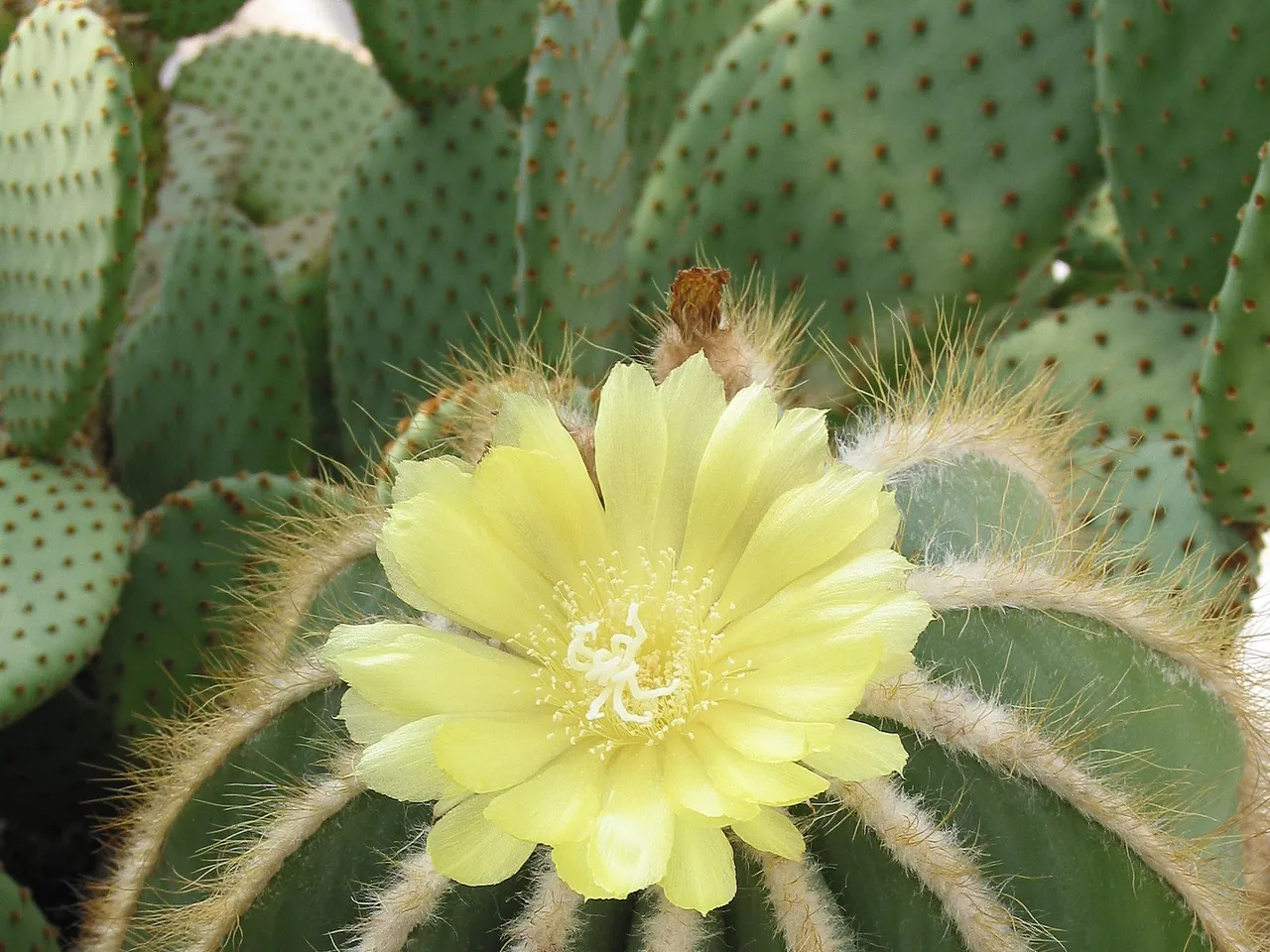 Parodia magnifica