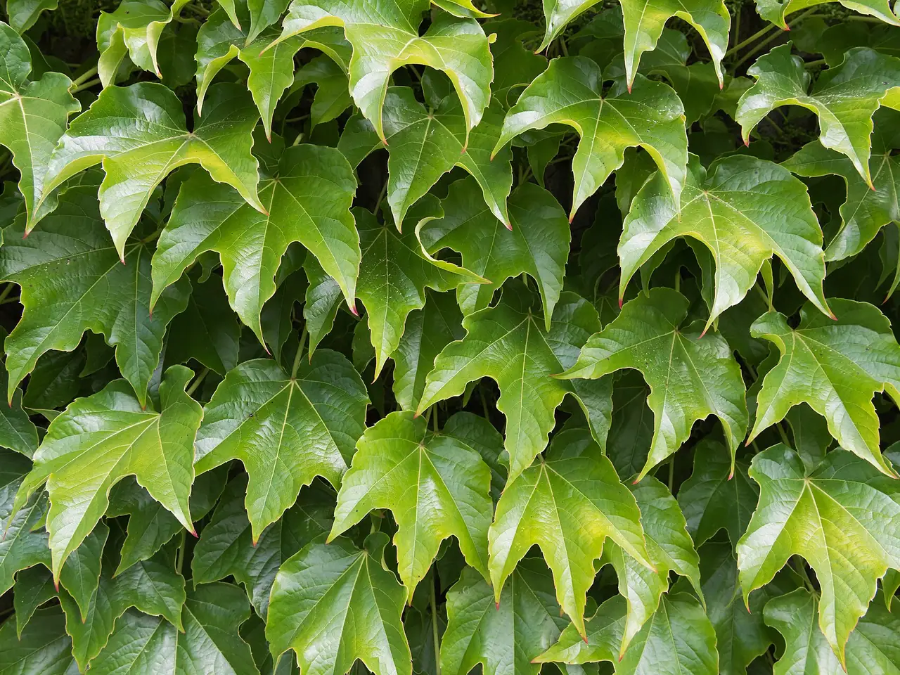 Boston ivy