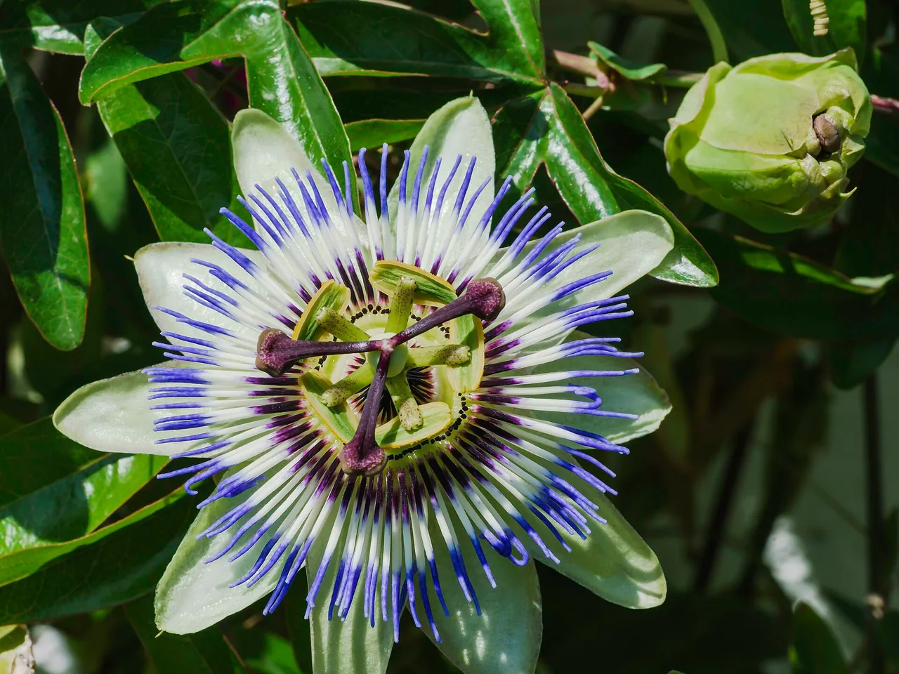 Blue passionflower