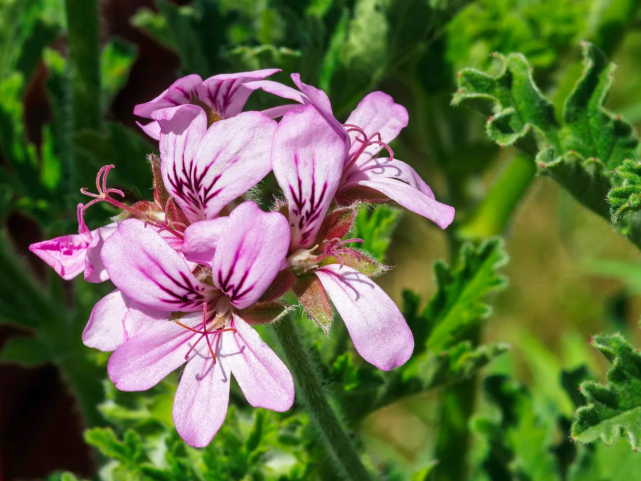 Pelargonium graveolens