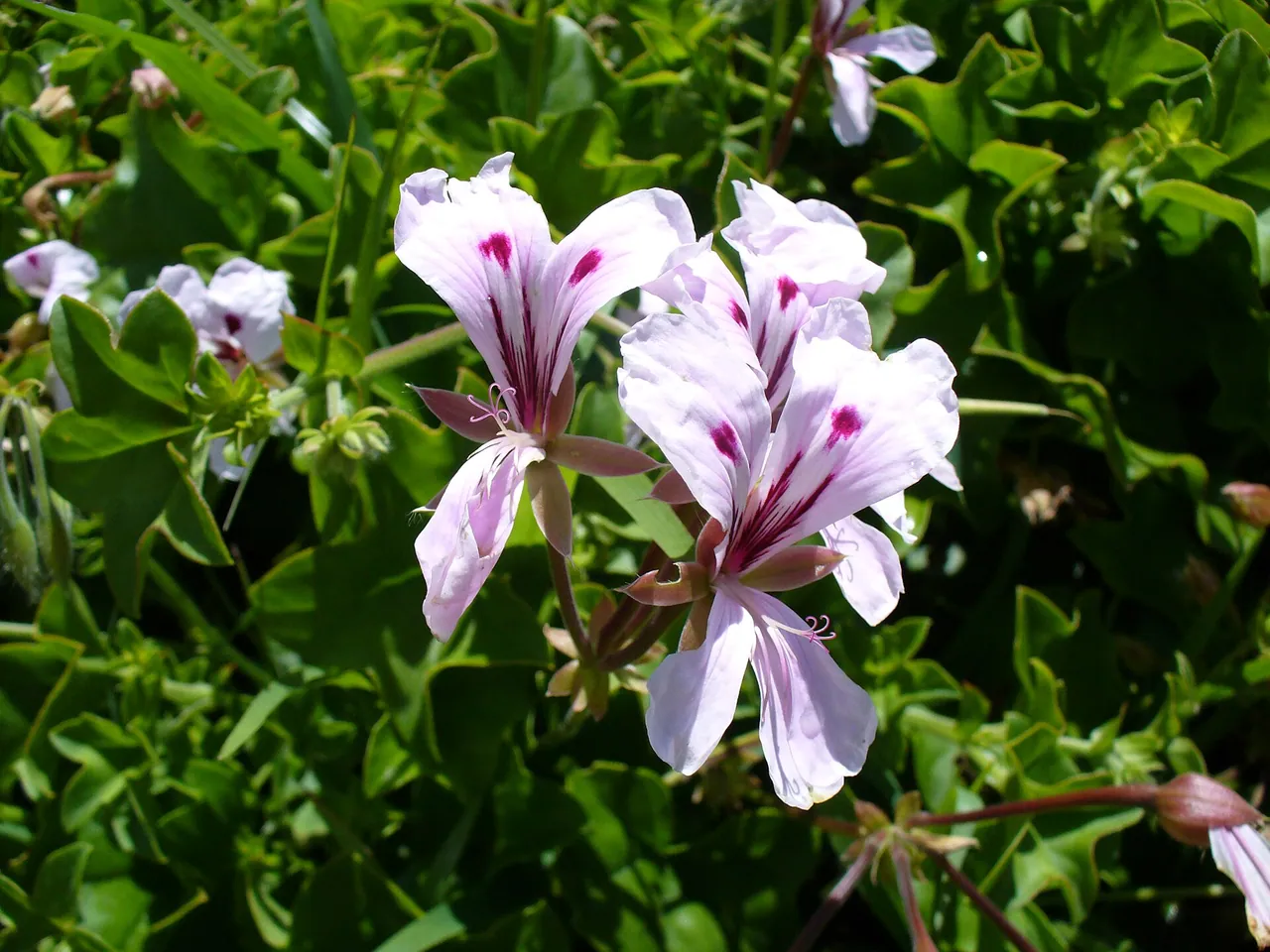 Ivy geranium