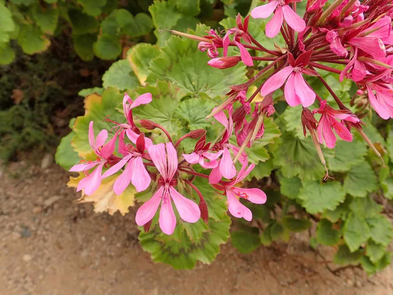 Geranium