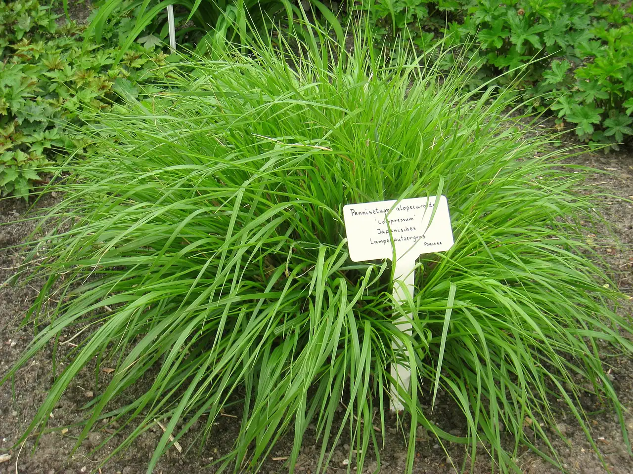Pennisetum alopecuroides