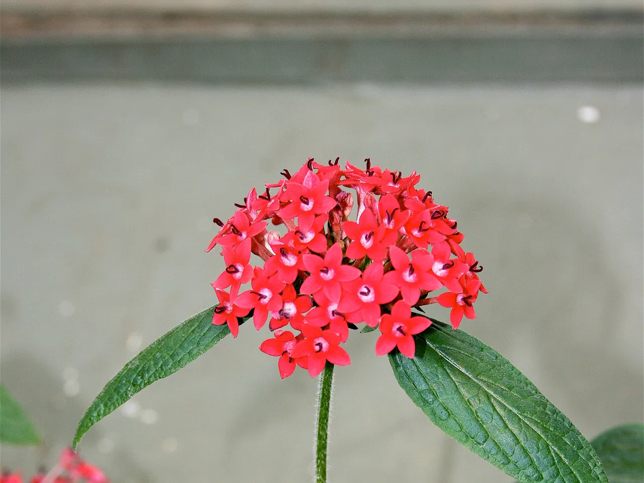 Pentas lanceolata