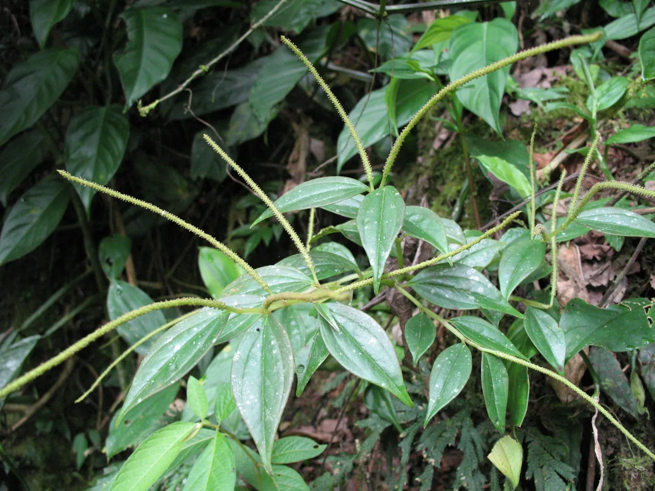 Peperomia alata