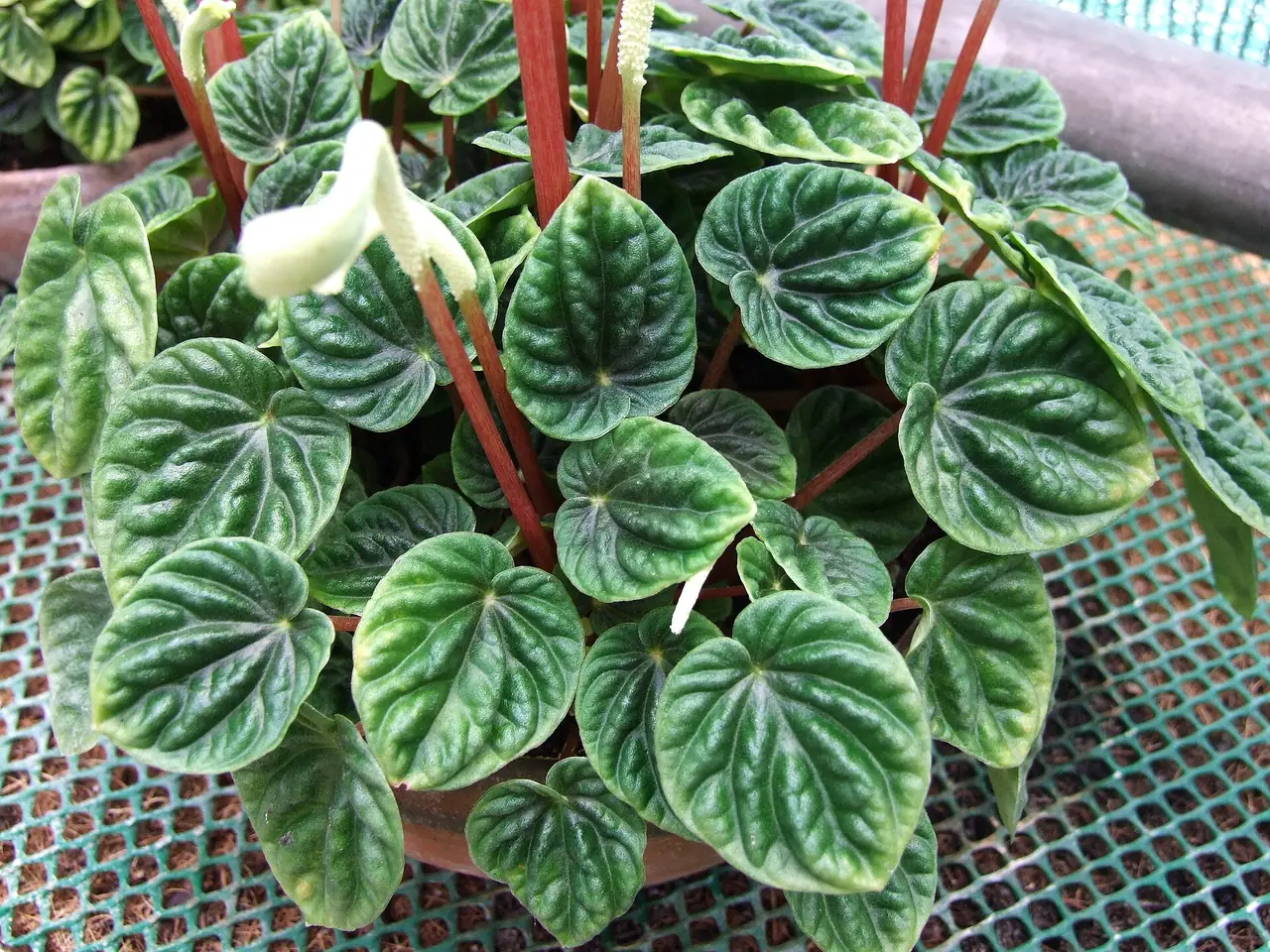 Emerald ripple peperomia