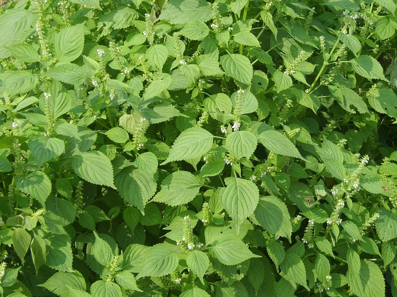 Deulkkae