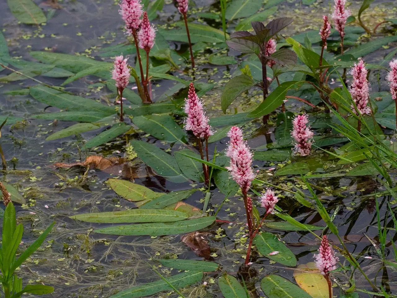 Amphibious bistort