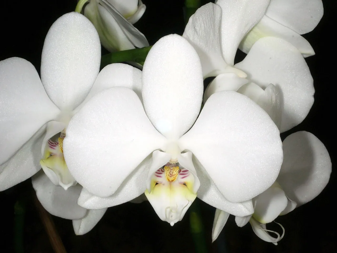 Moon orchid