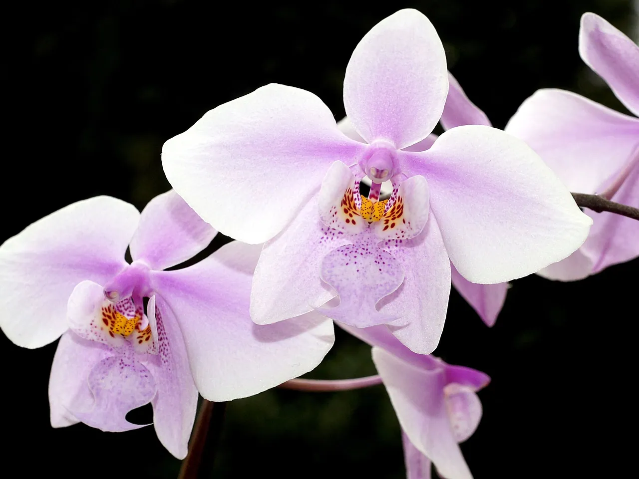 Phalaenopsis schilleriana