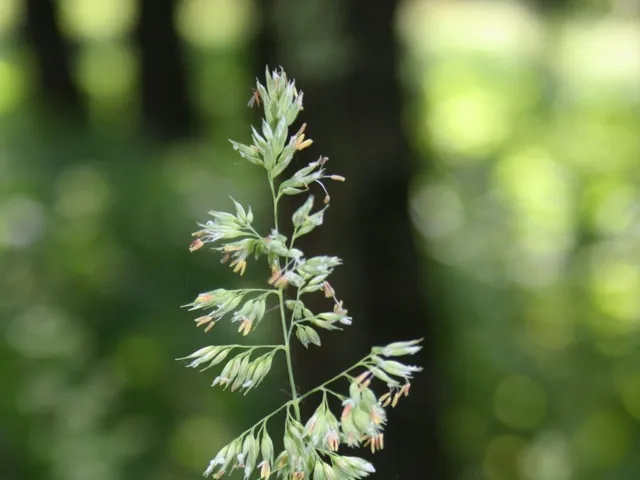 Reed canary grass