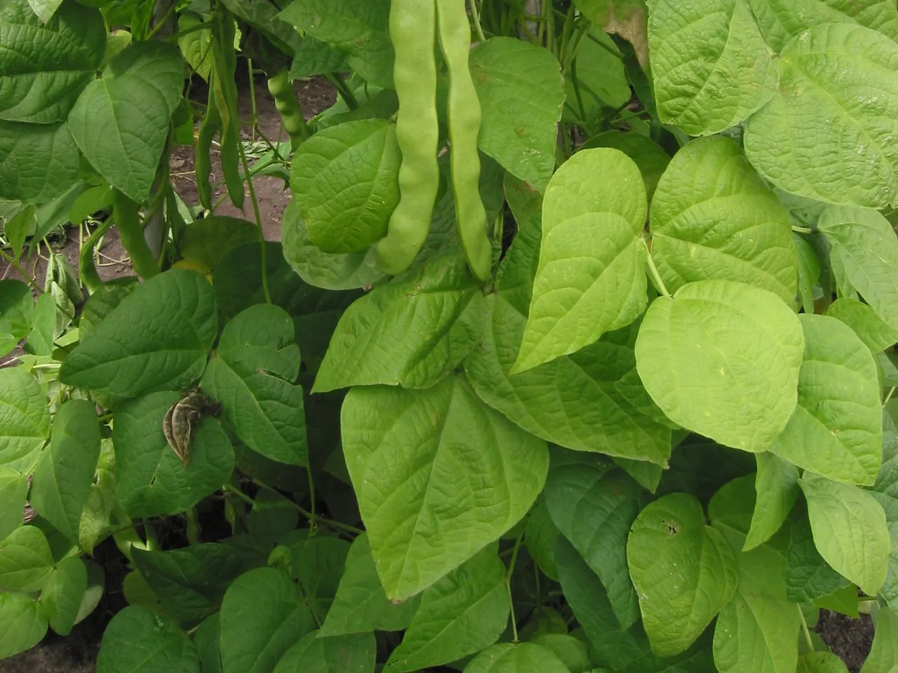 Common bean