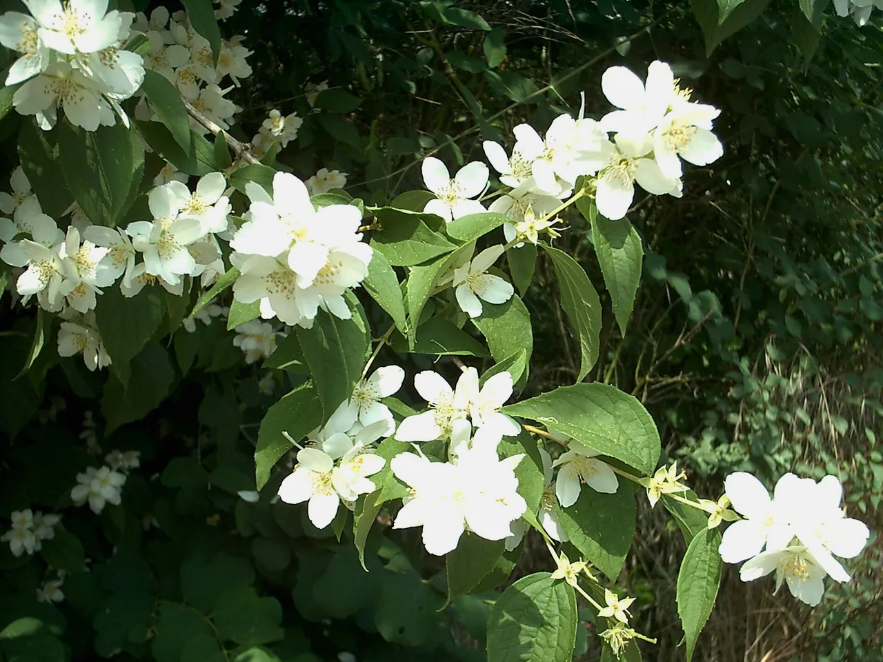 English dogwood