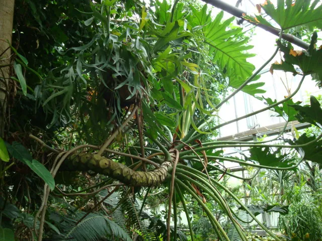 Tree philodendron