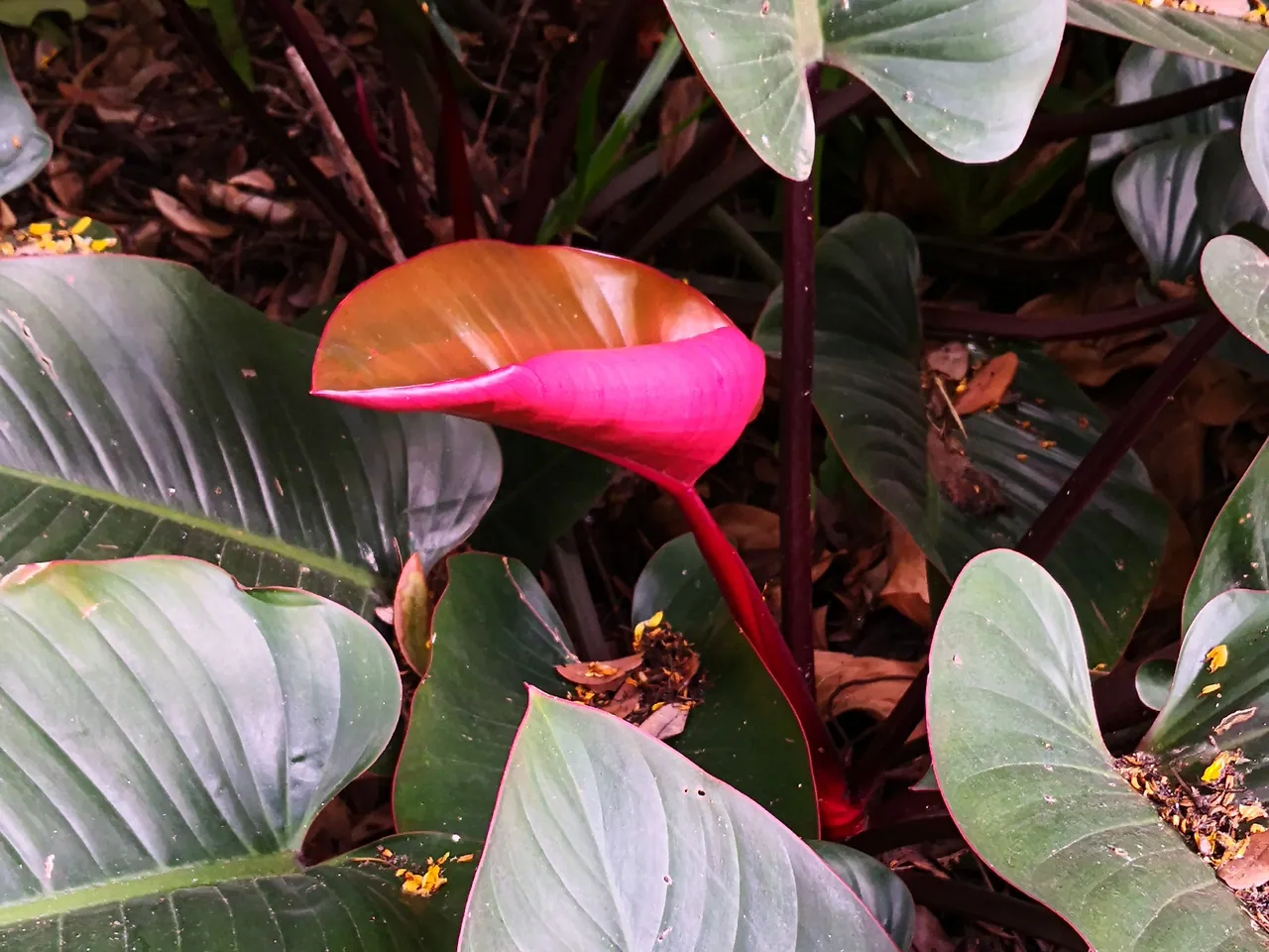 Blushing philodendron
