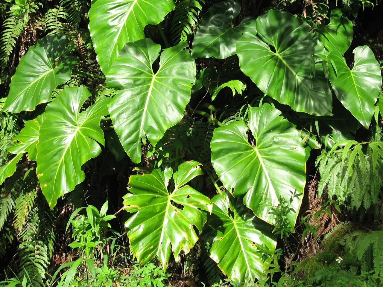Philodendron giganteum