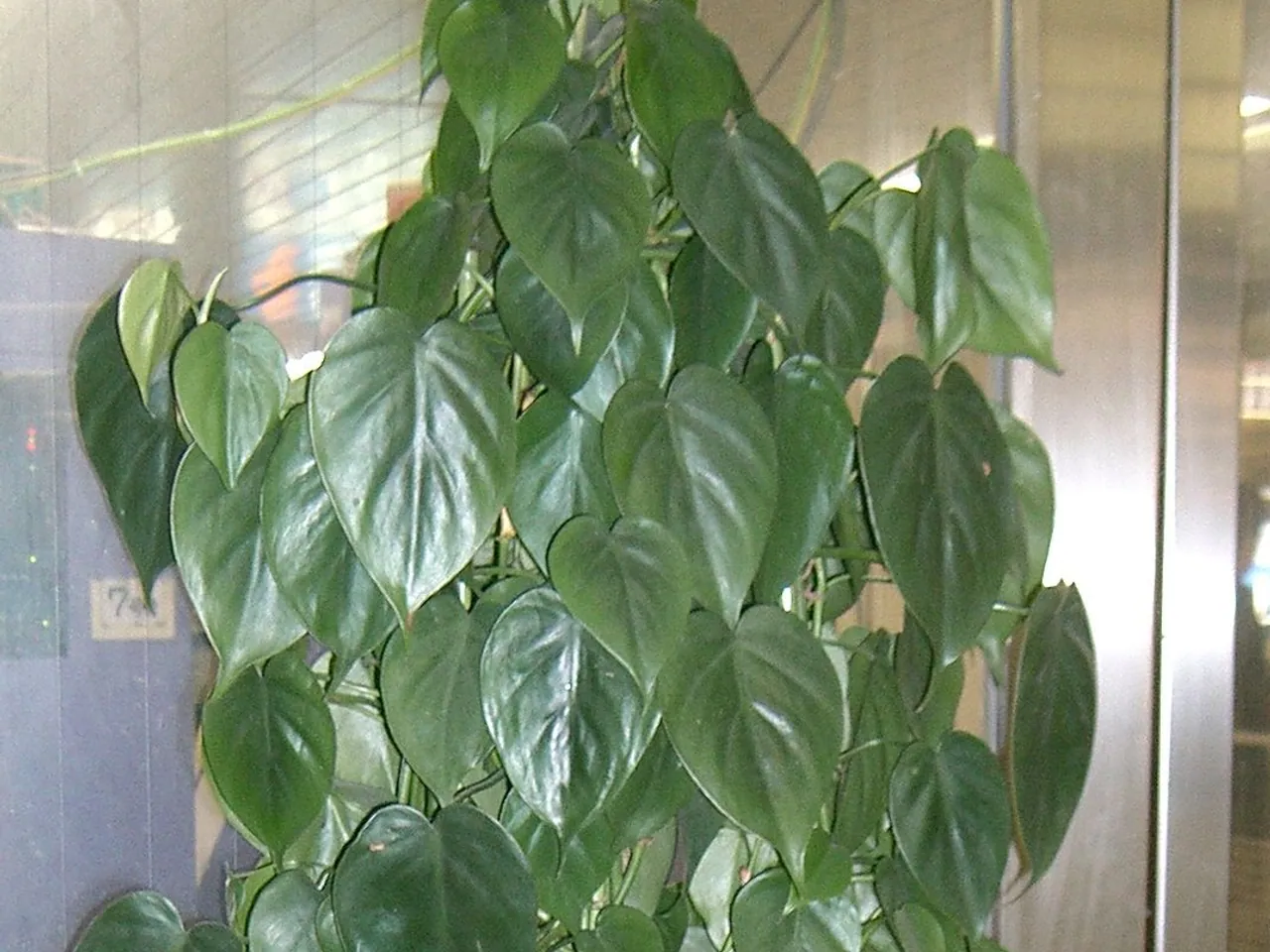 Heartleaf philodendron