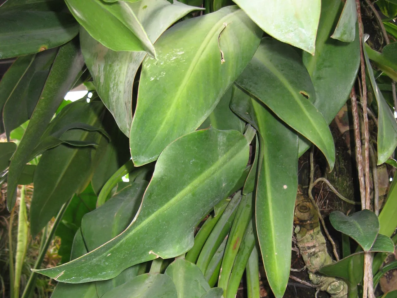 Philodendron martianum