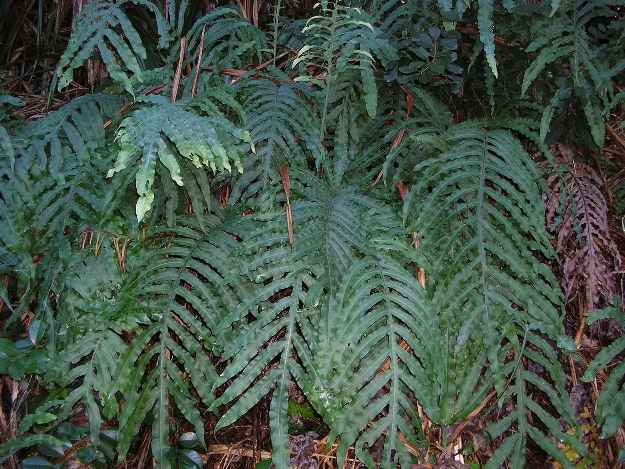 Polypodium aureum