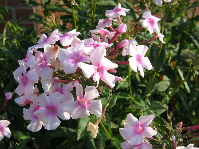 Fall phlox