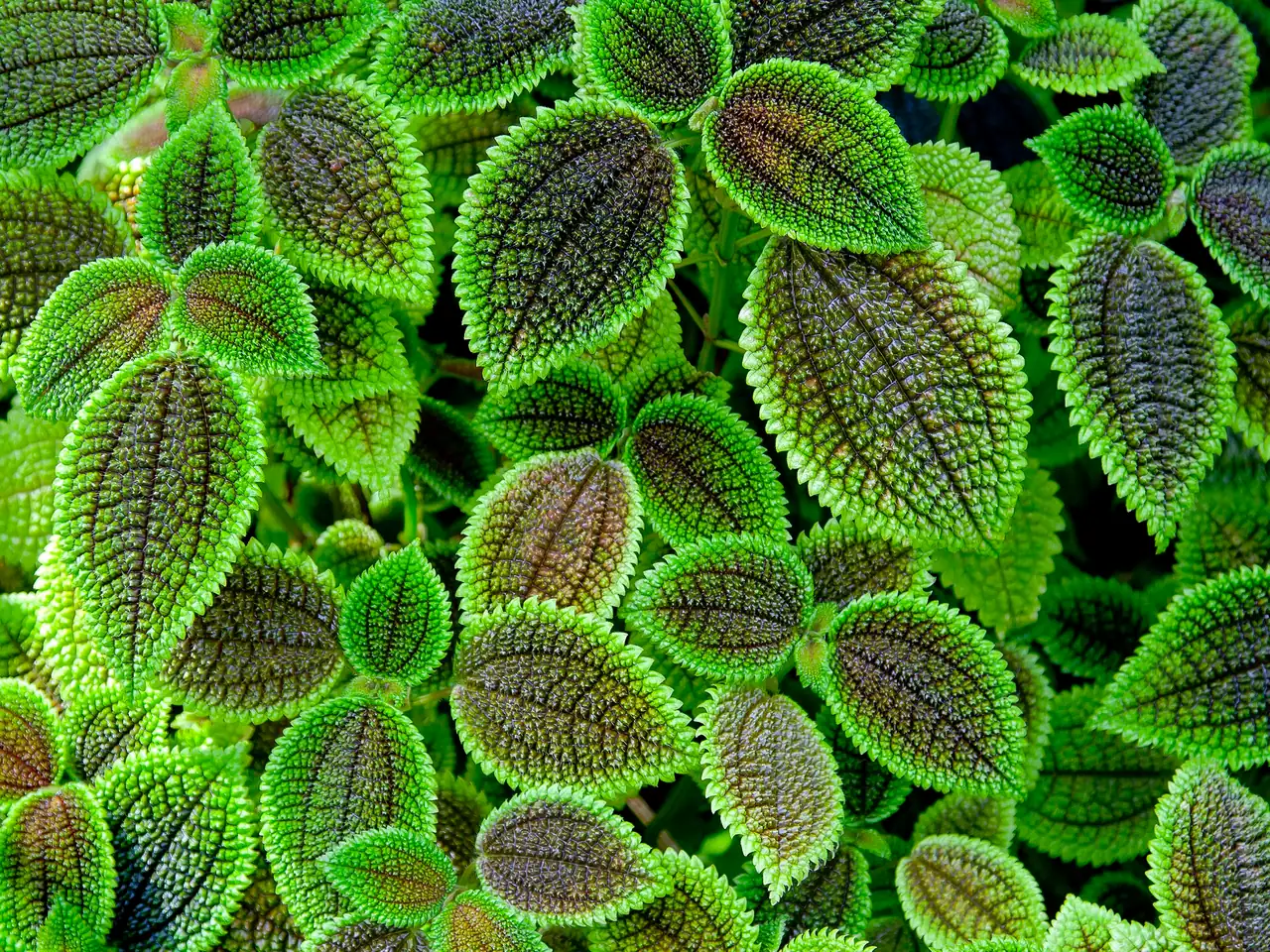 Pilea involucrata