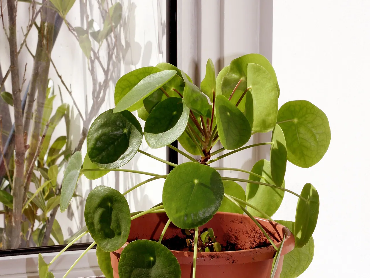 Chinese money plant