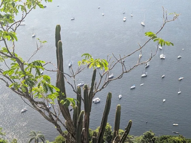Pilosocereus brasiliensis