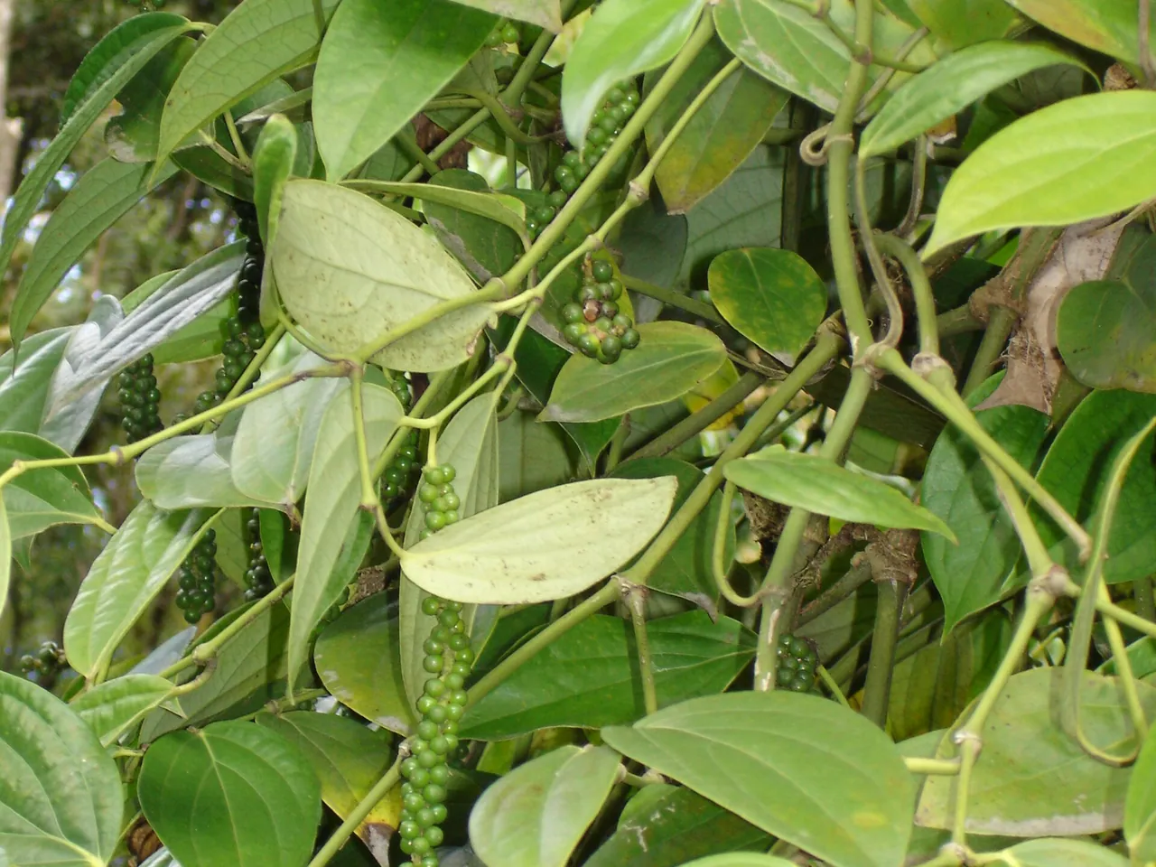 Black pepper