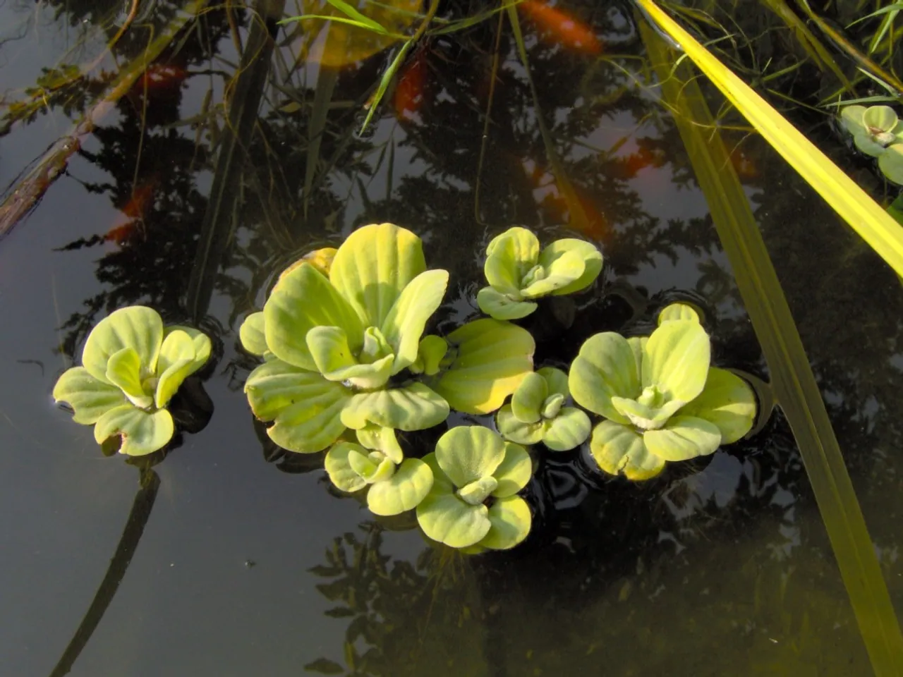 Nile Cabbage